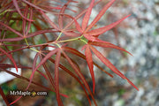 - Acer palmatum 'Villa Taranto' Japanese Maple - Mr Maple │ Buy Japanese Maple Trees