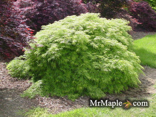 - Acer palmatum 'Viridis' Japanese Maple - Mr Maple │ Buy Japanese Maple Trees