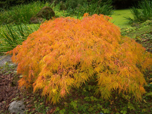 Acer palmatum 'Viridis' Japanese Maple - Mr Maple │ Buy Japanese Maple Trees