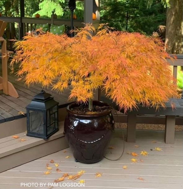 - Acer palmatum 'Viridis' Japanese Maple - Mr Maple │ Buy Japanese Maple Trees