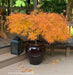 - Acer palmatum 'Viridis' Japanese Maple - Mr Maple │ Buy Japanese Maple Trees