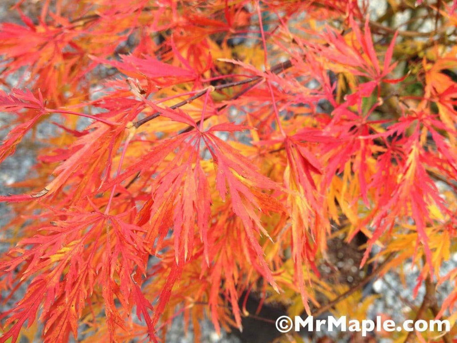 - Acer palmatum 'Viridis' Japanese Maple - Mr Maple │ Buy Japanese Maple Trees