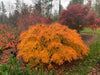 - Acer palmatum 'Viridis' Japanese Maple - Mr Maple │ Buy Japanese Maple Trees