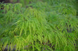 - Acer palmatum 'Viridis' Japanese Maple - Mr Maple │ Buy Japanese Maple Trees