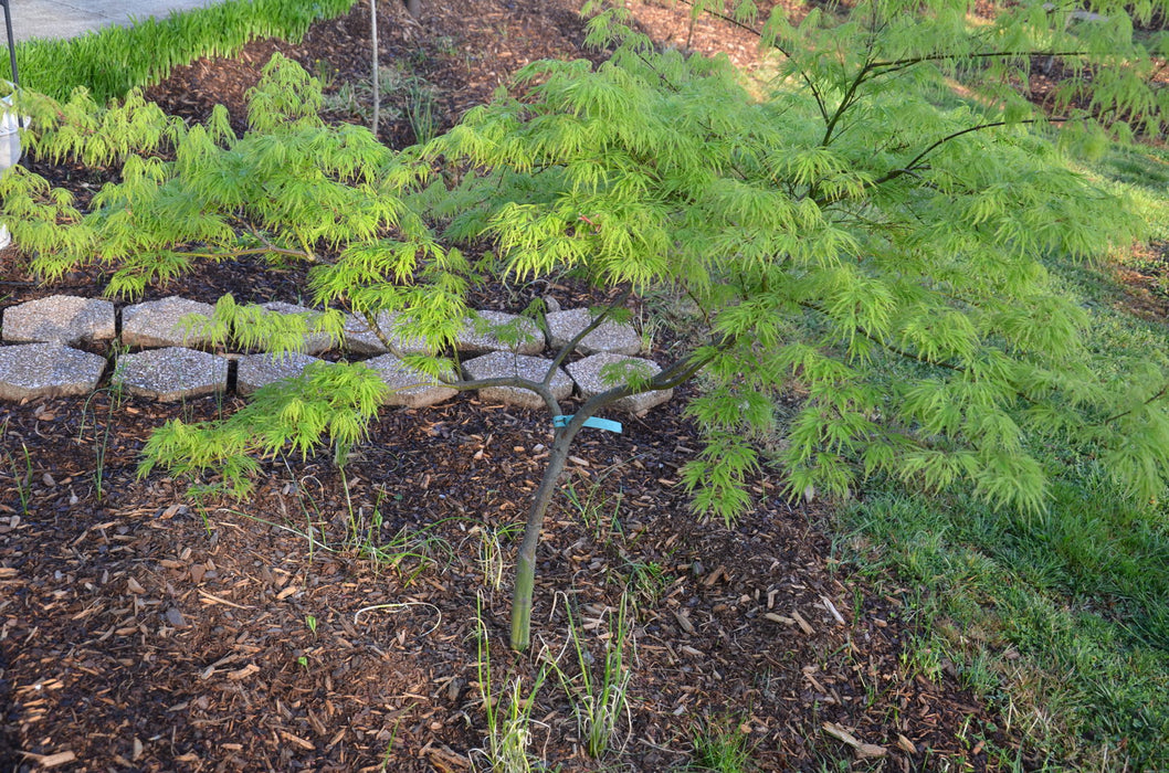 - Acer palmatum 'Viridis' Japanese Maple - Mr Maple │ Buy Japanese Maple Trees