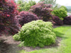 - Acer palmatum 'Viridis' Japanese Maple - Mr Maple │ Buy Japanese Maple Trees