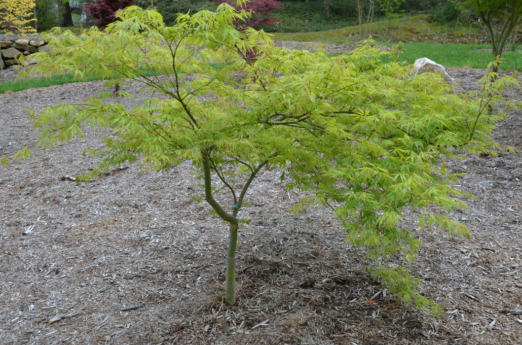 - Acer palmatum 'Viridis' Japanese Maple - Mr Maple │ Buy Japanese Maple Trees