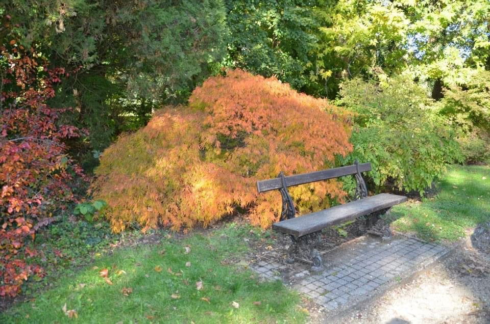 - Acer palmatum 'Viridis' Japanese Maple - Mr Maple │ Buy Japanese Maple Trees