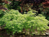 - Acer palmatum 'Viridis' Japanese Maple - Mr Maple │ Buy Japanese Maple Trees