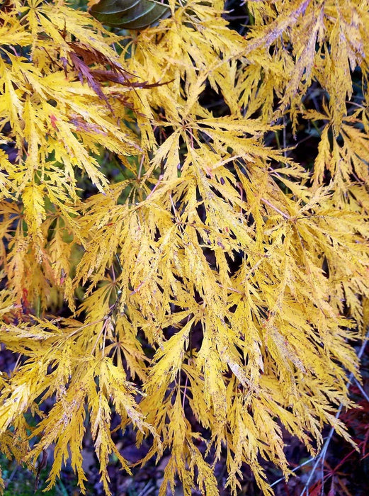 - Acer palmatum 'Viridis' Japanese Maple - Mr Maple │ Buy Japanese Maple Trees