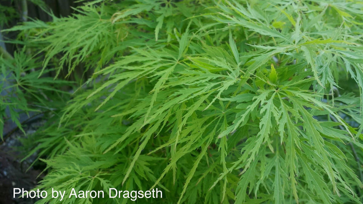 - Acer palmatum 'Viridis' Japanese Maple - Mr Maple │ Buy Japanese Maple Trees