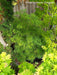 - Acer palmatum 'Viridis' Japanese Maple - Mr Maple │ Buy Japanese Maple Trees