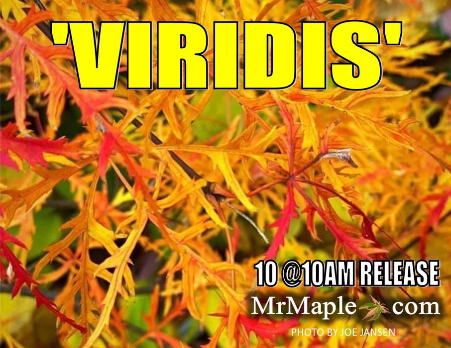 - Acer palmatum 'Viridis' Japanese Maple - Mr Maple │ Buy Japanese Maple Trees