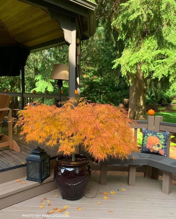 - Acer palmatum 'Viridis' Japanese Maple - Mr Maple │ Buy Japanese Maple Trees