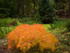 - Acer palmatum 'Viridis' Japanese Maple - Mr Maple │ Buy Japanese Maple Trees