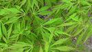 - Acer palmatum 'Viridis' Japanese Maple - Mr Maple │ Buy Japanese Maple Trees