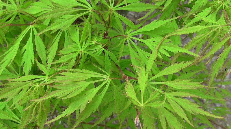 - Acer palmatum 'Viridis' Japanese Maple - Mr Maple │ Buy Japanese Maple Trees