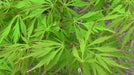 - Acer palmatum 'Viridis' Japanese Maple - Mr Maple │ Buy Japanese Maple Trees