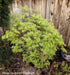 - Acer palmatum 'Viridis' Japanese Maple - Mr Maple │ Buy Japanese Maple Trees