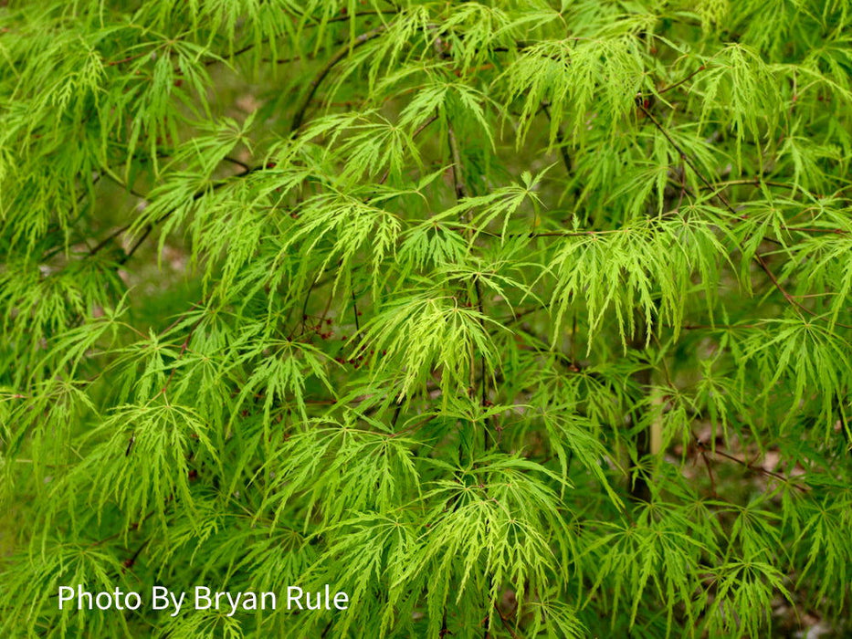 - Acer palmatum 'Viridis' Japanese Maple - Mr Maple │ Buy Japanese Maple Trees