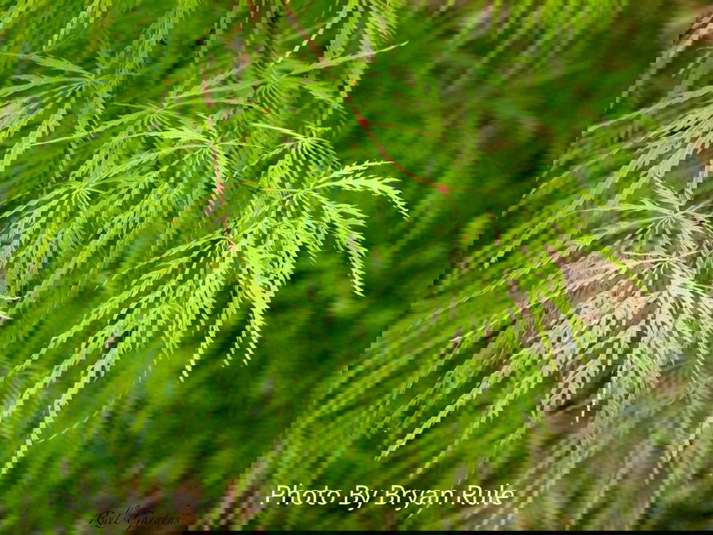 OVER FIELD MAPLE MR-2001 バット OVER FIELD MAPLE MR-2001 バット OVER FIELD MAPLE MR-2001 バット