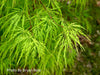 - Acer palmatum 'Viridis' Japanese Maple - Mr Maple │ Buy Japanese Maple Trees