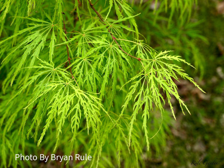 - Acer palmatum 'Viridis' Japanese Maple - Mr Maple │ Buy Japanese Maple Trees