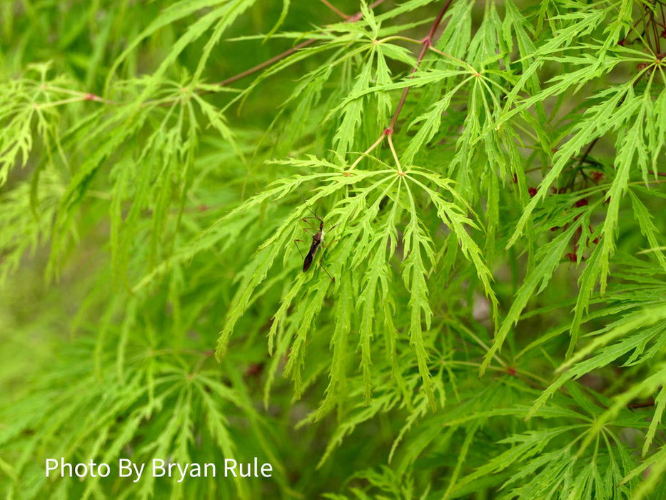 - Acer palmatum 'Viridis' Japanese Maple - Mr Maple │ Buy Japanese Maple Trees