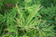 - Acer palmatum 'Viridis' Japanese Maple - Mr Maple │ Buy Japanese Maple Trees