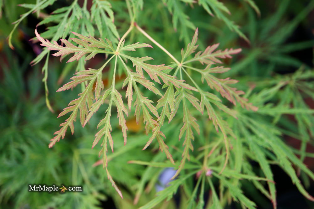 - Acer palmatum 'Viridis' Japanese Maple - Mr Maple │ Buy Japanese Maple Trees