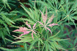 - Acer palmatum 'Viridis' Japanese Maple - Mr Maple │ Buy Japanese Maple Trees