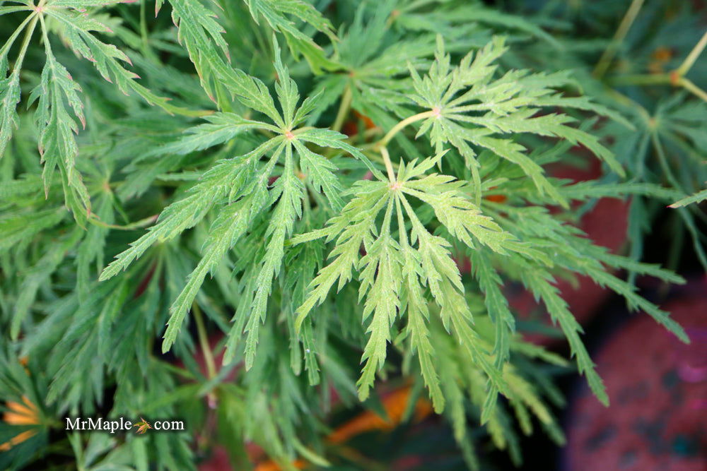 - Acer palmatum 'Viridis' Japanese Maple - Mr Maple │ Buy Japanese Maple Trees