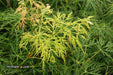 - Acer palmatum 'Viridis' Japanese Maple - Mr Maple │ Buy Japanese Maple Trees