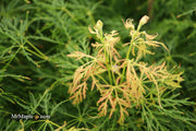 - Acer palmatum 'Viridis' Japanese Maple - Mr Maple │ Buy Japanese Maple Trees