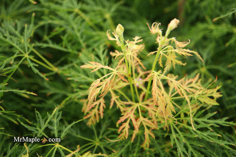 - Acer palmatum 'Viridis' Japanese Maple - Mr Maple │ Buy Japanese Maple Trees