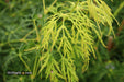 - Acer palmatum 'Viridis' Japanese Maple - Mr Maple │ Buy Japanese Maple Trees