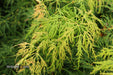 - Acer palmatum 'Viridis' Japanese Maple - Mr Maple │ Buy Japanese Maple Trees