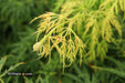 - Acer palmatum 'Viridis' Japanese Maple - Mr Maple │ Buy Japanese Maple Trees