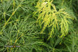 - Acer palmatum 'Viridis' Japanese Maple - Mr Maple │ Buy Japanese Maple Trees