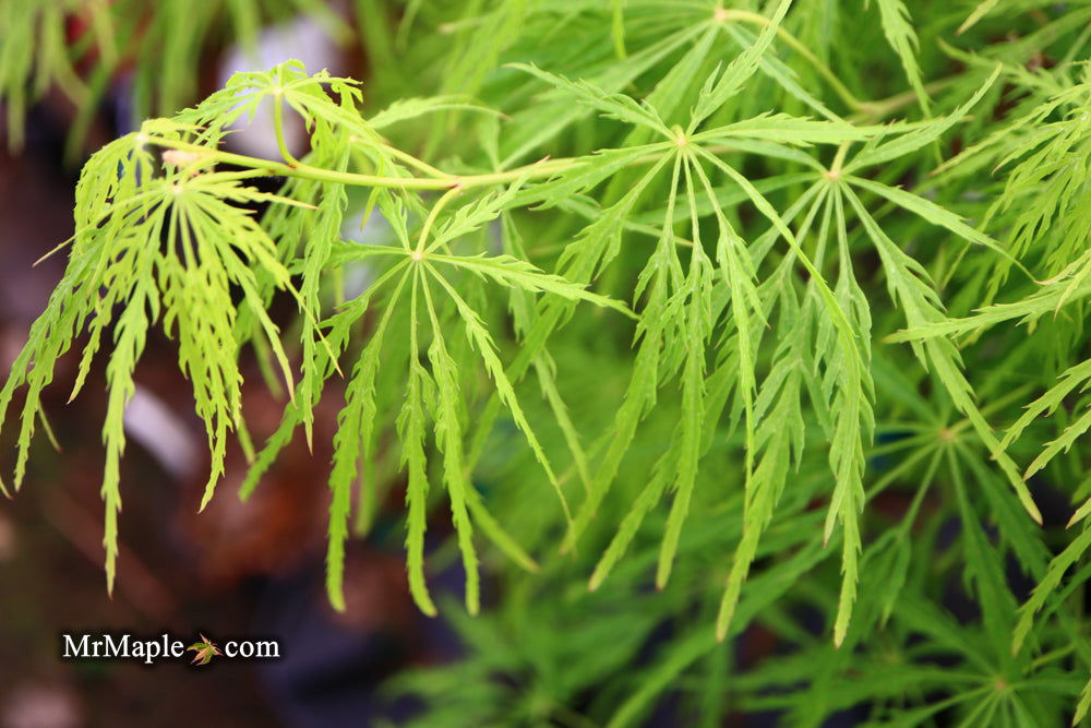 - Acer palmatum 'Viridis' Japanese Maple - Mr Maple │ Buy Japanese Maple Trees