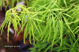 - Acer palmatum 'Viridis' Japanese Maple - Mr Maple │ Buy Japanese Maple Trees