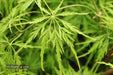 - Acer palmatum 'Viridis' Japanese Maple - Mr Maple │ Buy Japanese Maple Trees