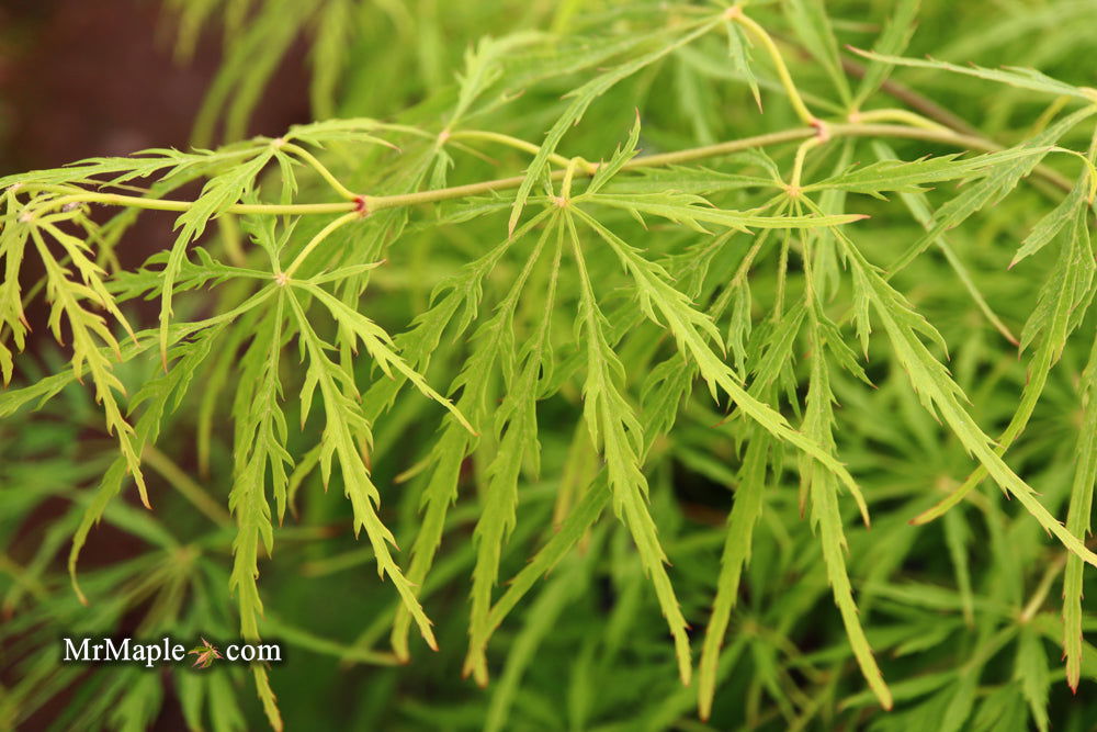 - Acer palmatum 'Viridis' Japanese Maple - Mr Maple │ Buy Japanese Maple Trees