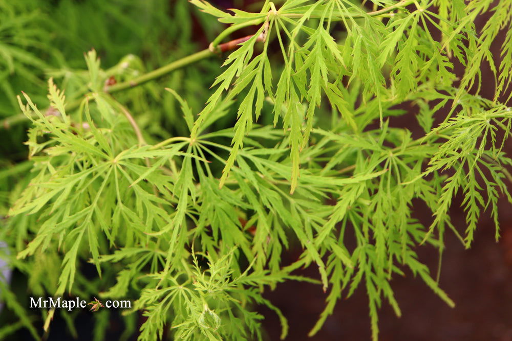 - Acer palmatum 'Viridis' Japanese Maple - Mr Maple │ Buy Japanese Maple Trees