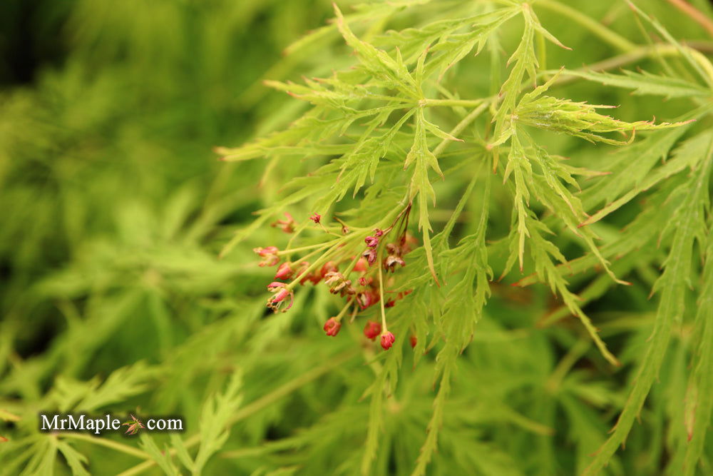 - Acer palmatum 'Viridis' Japanese Maple - Mr Maple │ Buy Japanese Maple Trees