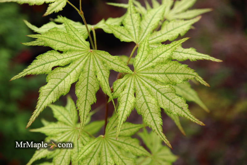- Acer palmatum 'Volker’s Cream’ Japanese Maple - Mr Maple │ Buy Japanese Maple Trees