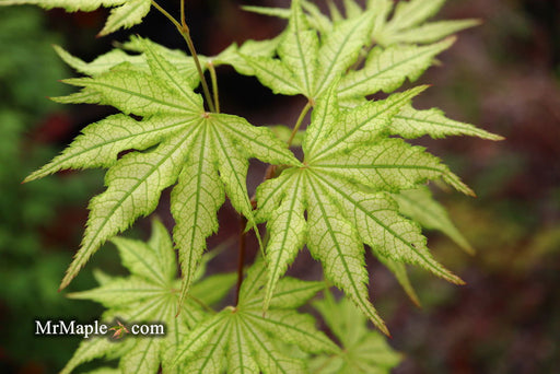 - Acer palmatum 'Volker’s Cream’ Japanese Maple - Mr Maple │ Buy Japanese Maple Trees