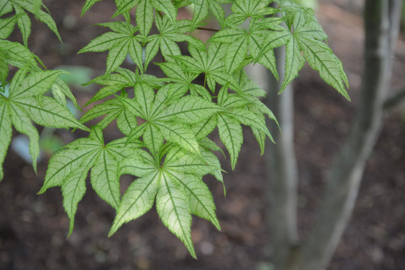 - Acer palmatum 'Volker’s Cream’ Japanese Maple - Mr Maple │ Buy Japanese Maple Trees