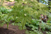 - Acer palmatum 'Volker’s Cream’ Japanese Maple - Mr Maple │ Buy Japanese Maple Trees