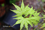 - Acer palmatum 'Volker’s Cream’ Japanese Maple - Mr Maple │ Buy Japanese Maple Trees